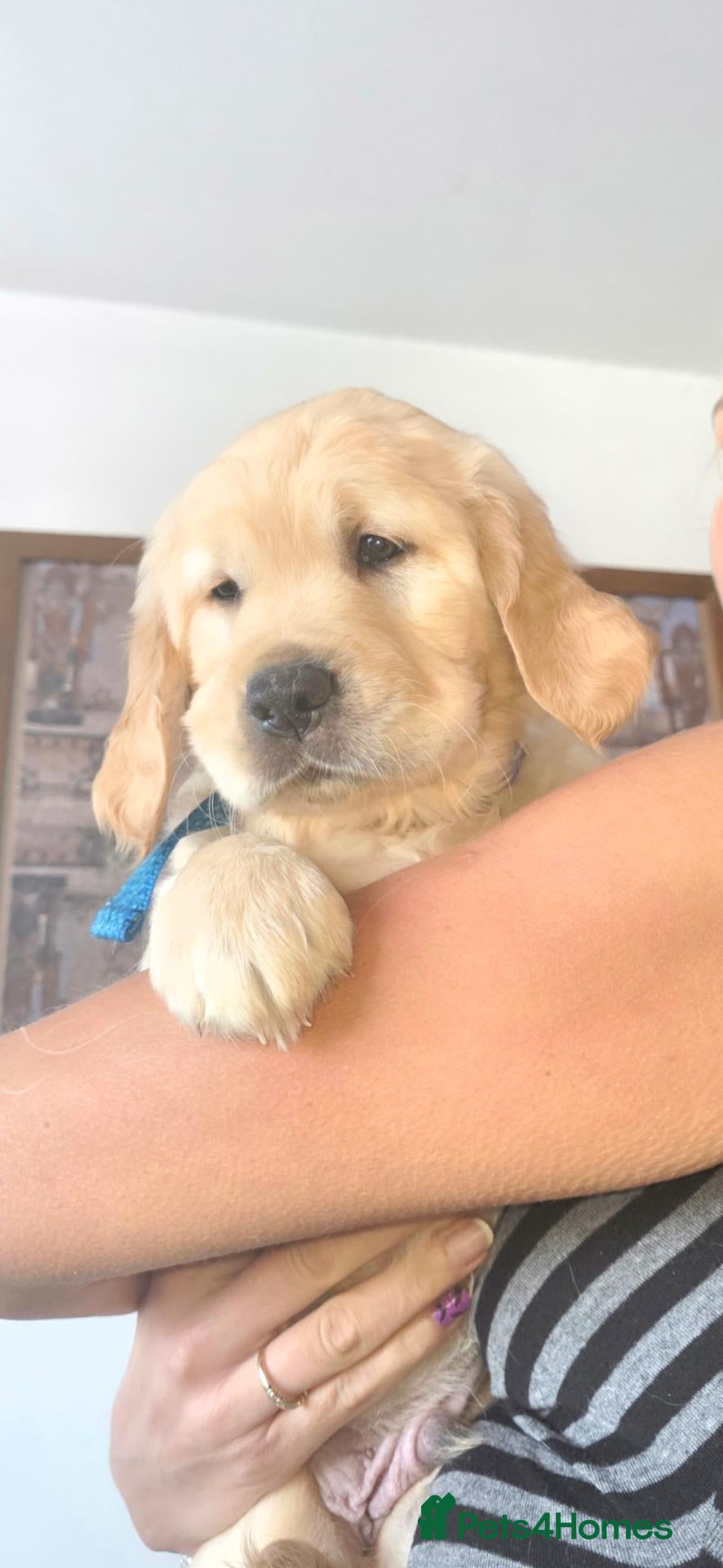 Golden Retriever dogs for sale: 🐶 Beautiful golden retriever puppies 🐶  - Advert 1