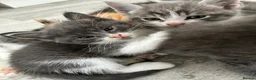 Mixed Breed cats for sale: 7 beautiful bsh x Persian kittens - Advert 2