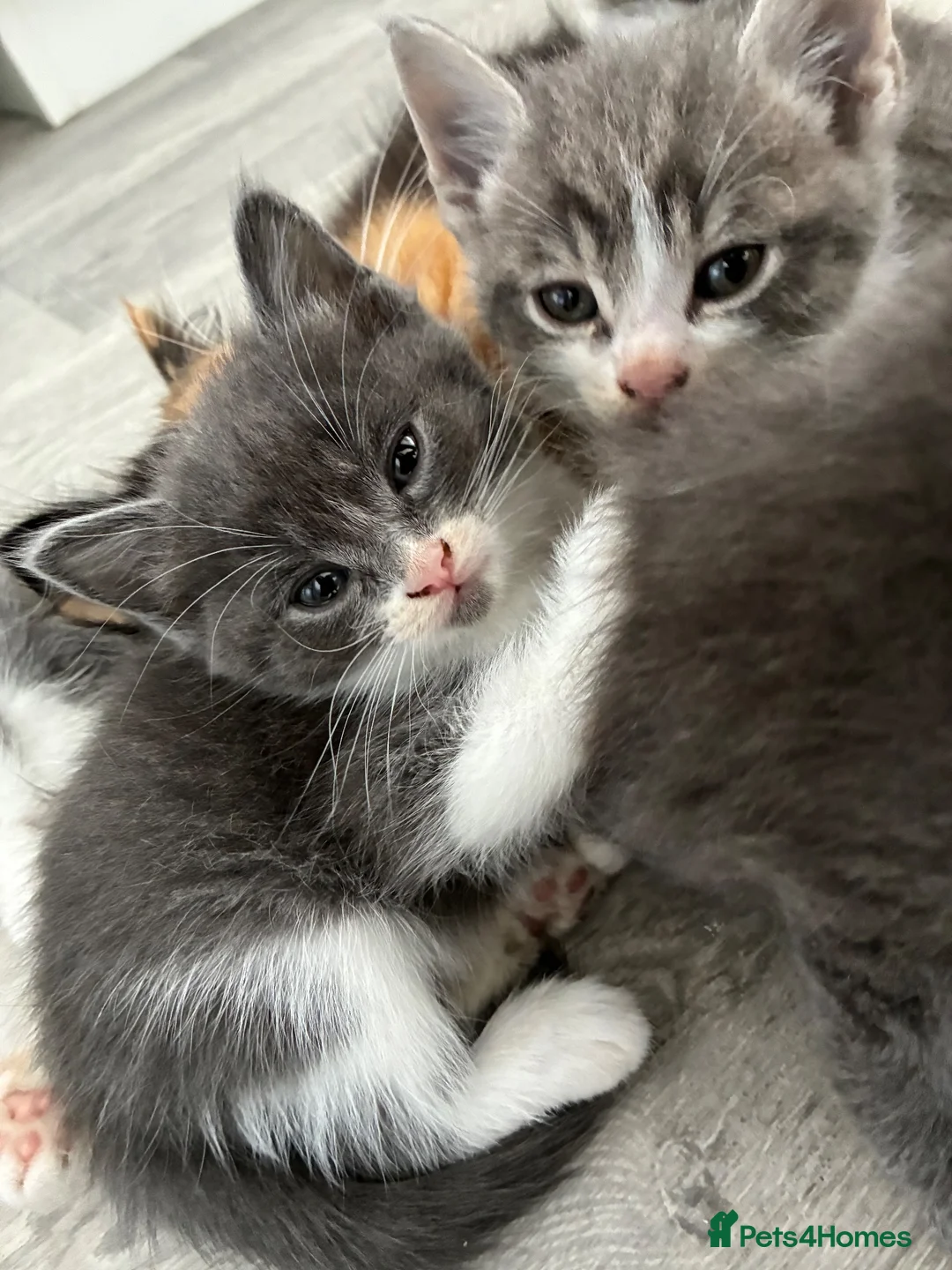 Mixed Breed cats for sale: 7 beautiful bsh x Persian kittens - Advert 2