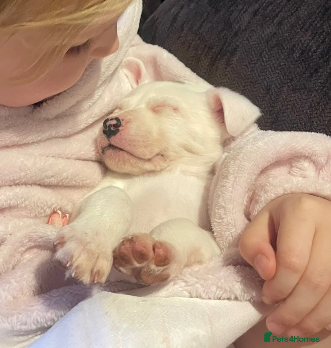 Mixed Breed dogs for sale: ✨Milo✨  MED/L PUP 🐾 - Advert 2