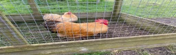 Chickens poultry for sale: Pekin Gold Partridge Cockerel - Advert 2