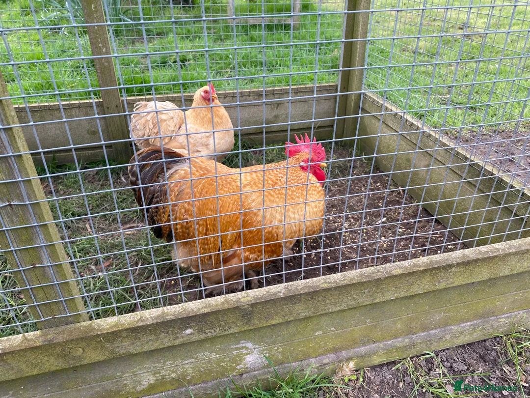 Chickens poultry for sale: Pekin Gold Partridge Cockerel - Advert 2