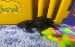 Sproodle dogs for sale: F1 Miniature Sproodles from Health Tested Parents. - Image 6