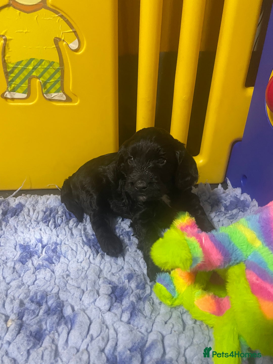 Sproodle dogs for sale: F1 Miniature Sproodles from Health Tested Parents. - Image 6