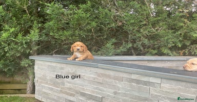 Cocker Spaniel dogs - Advert 6