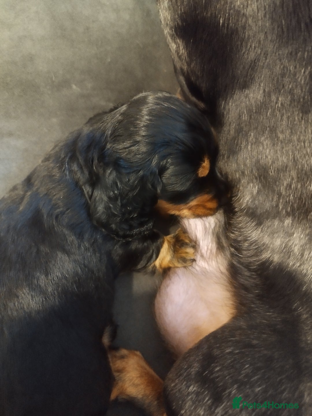 Dachshund dogs for sale: MINIATURE Mini DACHSHUND  - Advert 3