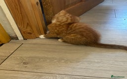 Mixed Breed cats for sale: 😻Happy kittens 😻 - Image 9