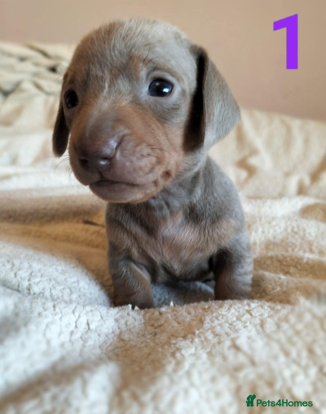 Miniature Dachshund dogs for sale: Stunning Miniature Dachshund Puppies 2 Week Old - Advert 2