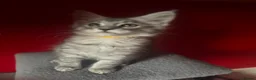 Maine Coon cats for sale: “Stunning” Maine Coon Kittens Ready to Leave Now - Advert 20