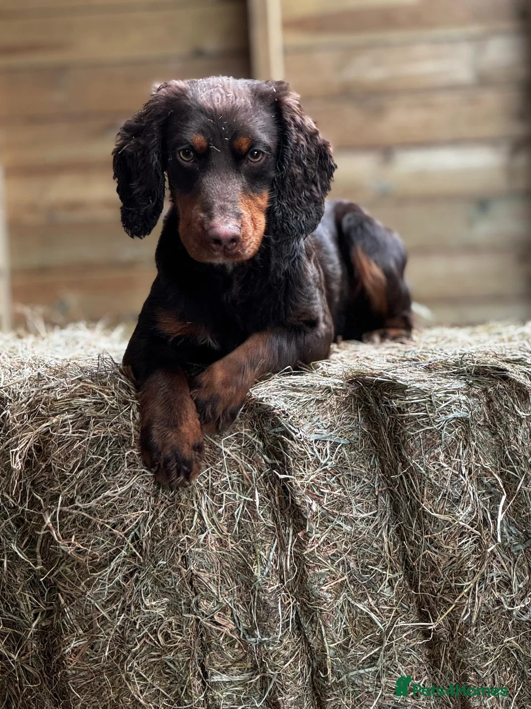 Cocker Spaniel dogs for sale: 1 male cocker spaniel looking for new home - Advert 5