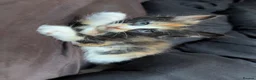 Maine Coon cats for sale: 3 Female Calico MaineCoon Cross Kittens - Advert 7