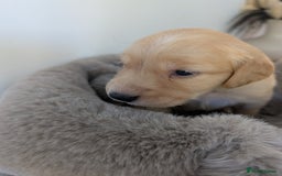Golden Retriever dogs for sale: Beautiful Golden retriever puppies  - Image 15