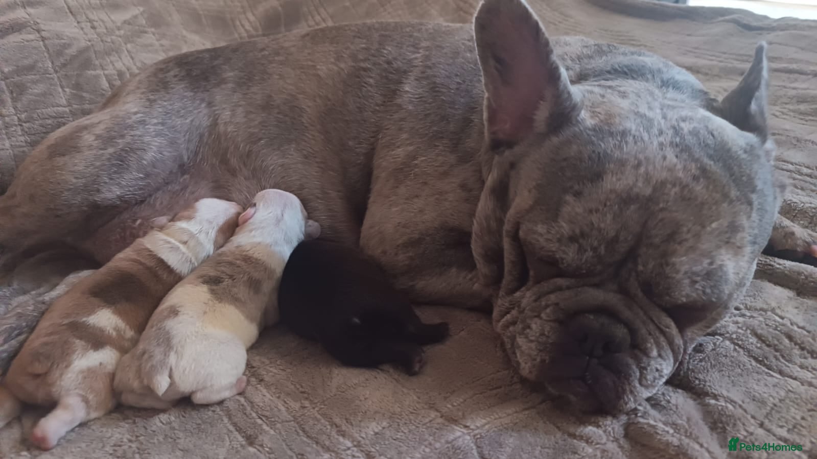 French Bulldog dogs Lovely French bulldogs for sale - Advert 2