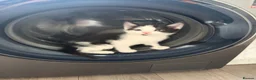 Mixed Breed cats for sale: Three brothers  - Advert 24