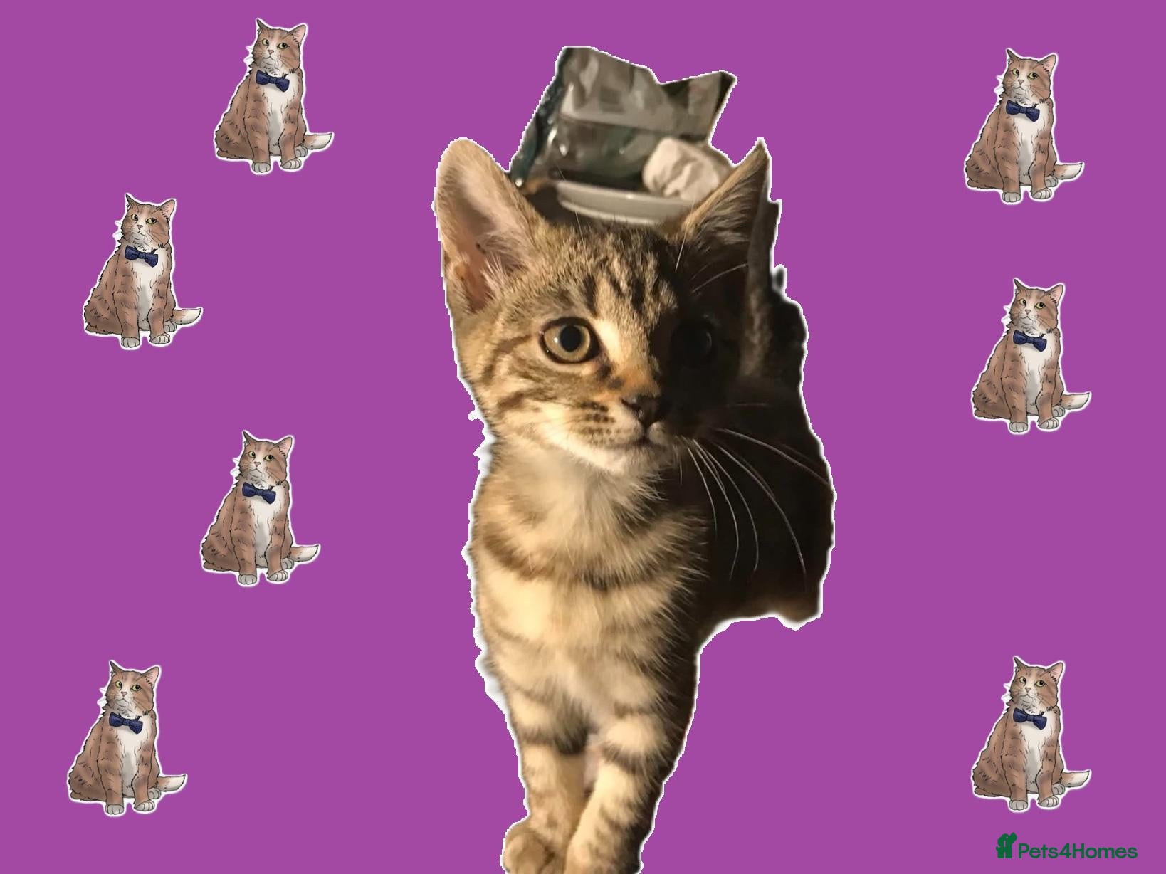 Domestic Shorthair cats CUDDLY KITTEN - Advert 4