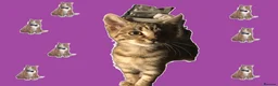 Domestic Shorthair cats for sale: CUDDLY KITTEN - Advert 1