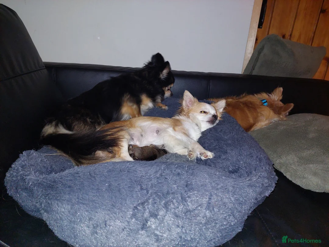 Chiweenie dogs for sale: Two beautiful tiny Chiweenies for sale - Advert 12