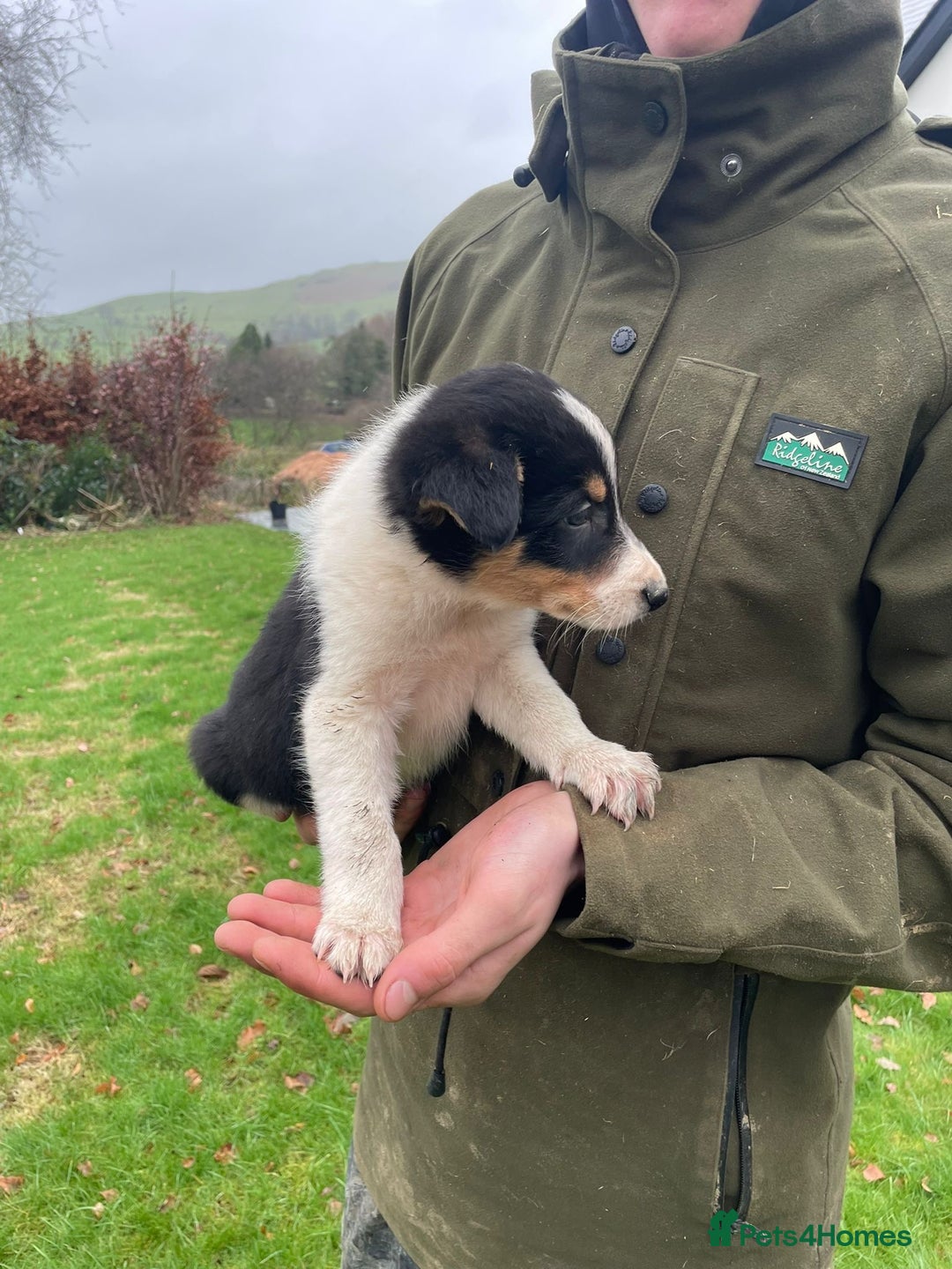 Border Collie dogs for sale: 8 Border Collie Puppies - Advert 3