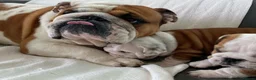 English Bulldog dogs for sale: Three Little Wrinkles Pure Bulldogs, Sweet Hearts - Advert 6