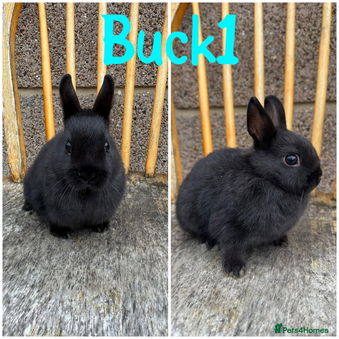 Netherland Dwarf rabbits for sale: Pure breed Netherlands Dwarf  - Image 5