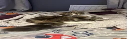 British Shorthair cats for sale: Cat for sale - Advert 1