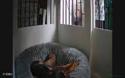 Chihuahua dogs for sale: Chihuahua girls 🩷🩷🩷 - Advert 15