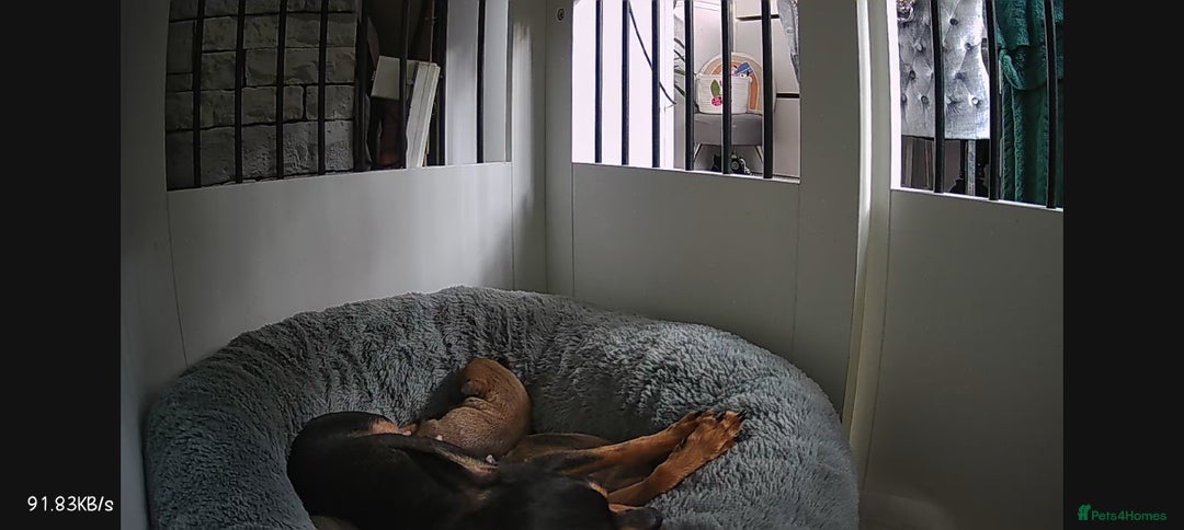 Chihuahua dogs for sale: Chihuahua girls 🩷🩷🩷 - Advert 15