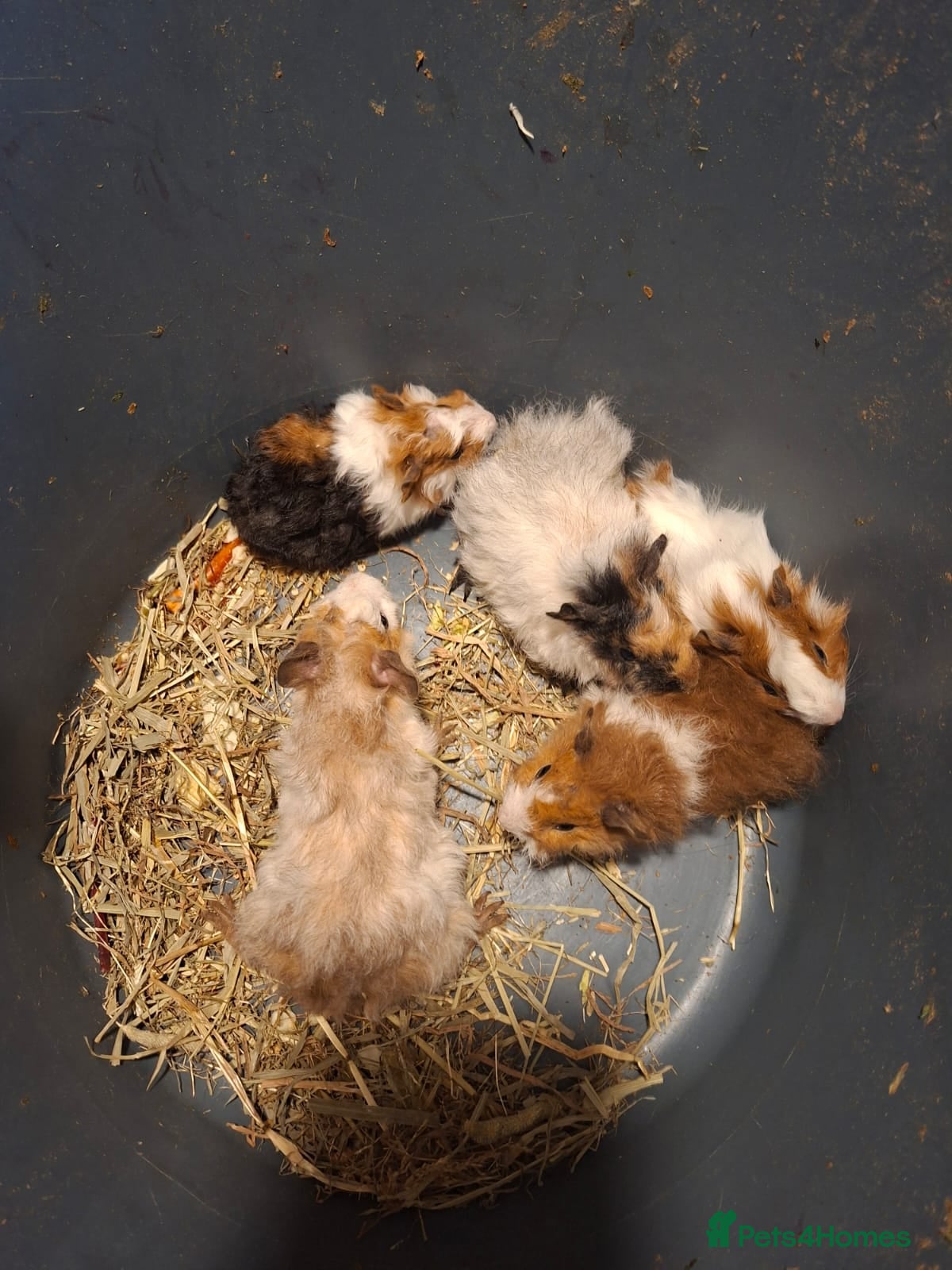 Guinea Pig rodents Baby guinea pig boys  - Advert 5