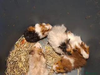 Guinea Pig rodents Baby guinea pig boys - Advert 5
