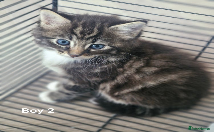 Mixed Breed cats - Advert 15