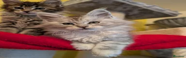 Maine Coon Kitten 3