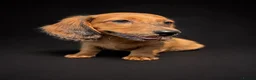 Miniature Dachshund dogs for sale: Adorable miniature dachshund puppies  - Advert 4