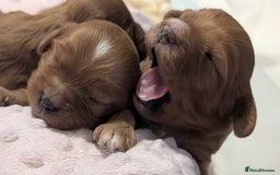 Cavapoo dogs for sale: Rare extensively health tested F1 cavapoos  - Image 17