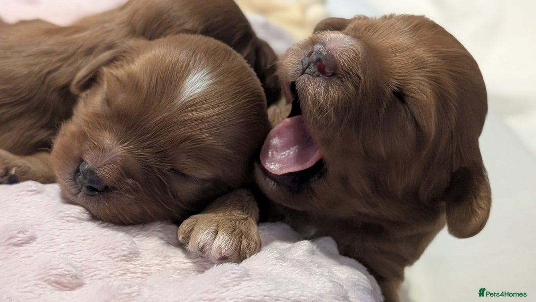 Cavapoo dogs for sale: Rare extensively health tested F1 cavapoos  - Image 17