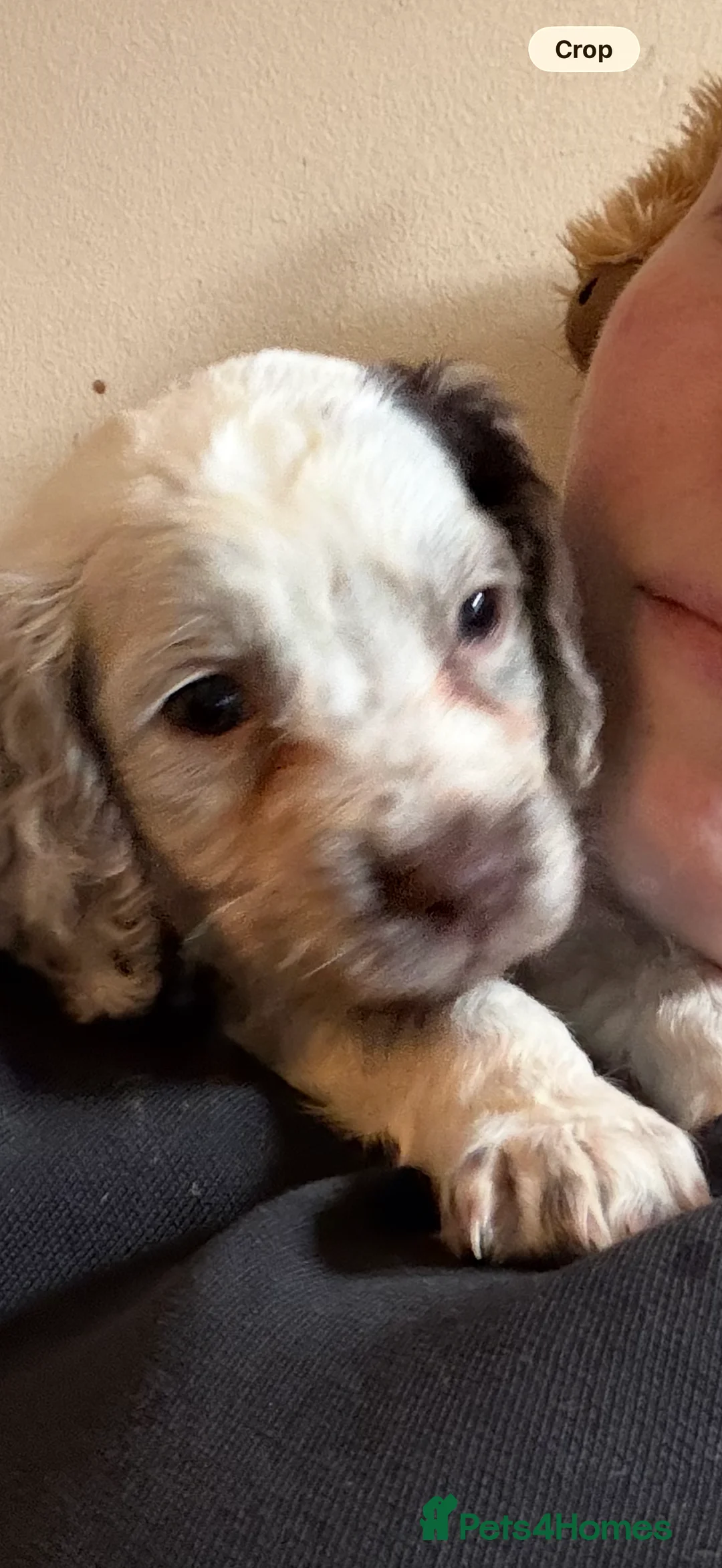Sprocker dogs for sale: Sprocker spaniel puppy’s 3 boys  - Advert 2