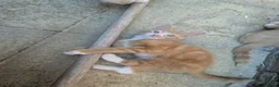 Mixed Breed cats for sale: Three male kittens - Advert 7