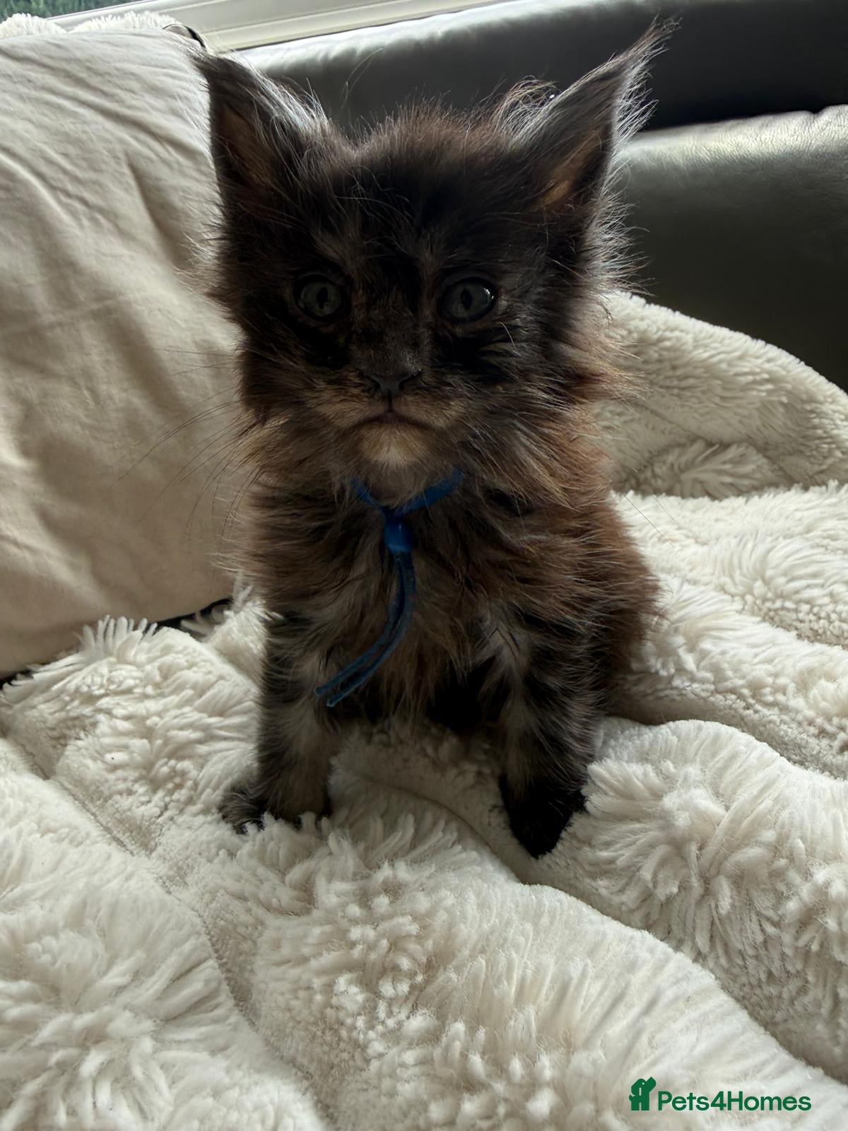 Maine Coon cats Maine Coon kittens ✨ Looking for forever homes - Advert 5