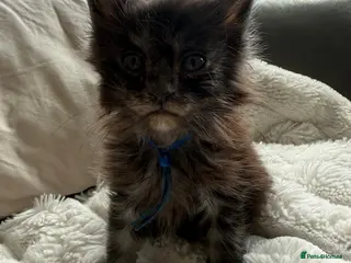 Maine Coon cats Maine Coon kittens ✨ Looking for forever homes - Advert 5