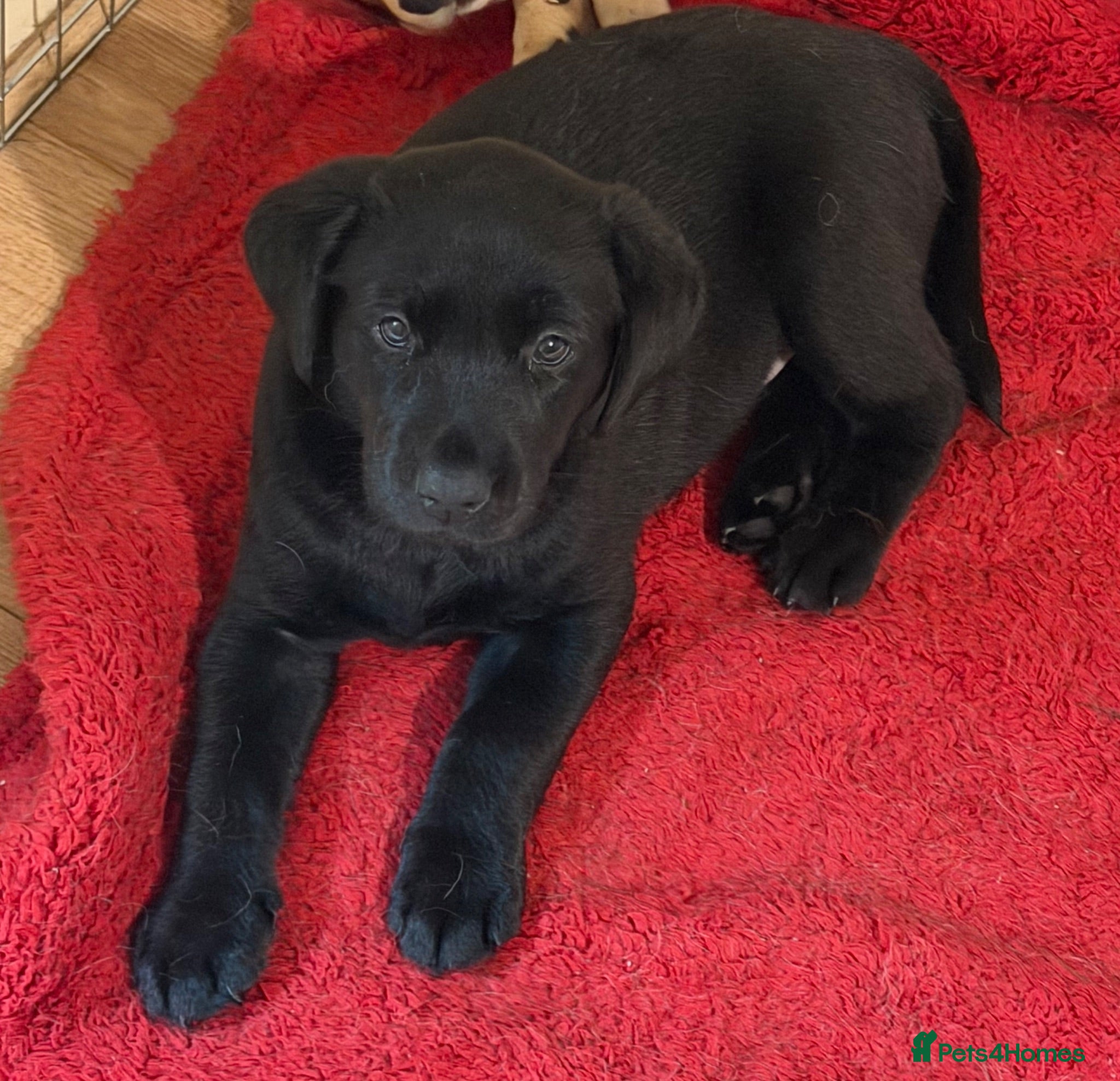 Labrador Retriever dogs Beautiful Labrador Puppies - Advert 3