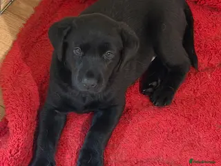Labrador Retriever dogs Beautiful Labrador Puppies - Advert 1