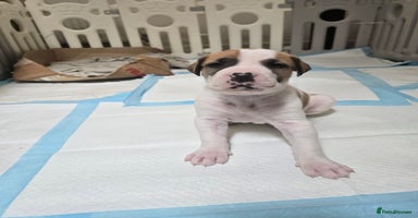 Mixed Breed dogs - Advert 2