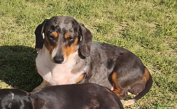 Miniature Dachshund dogs - Advert 4