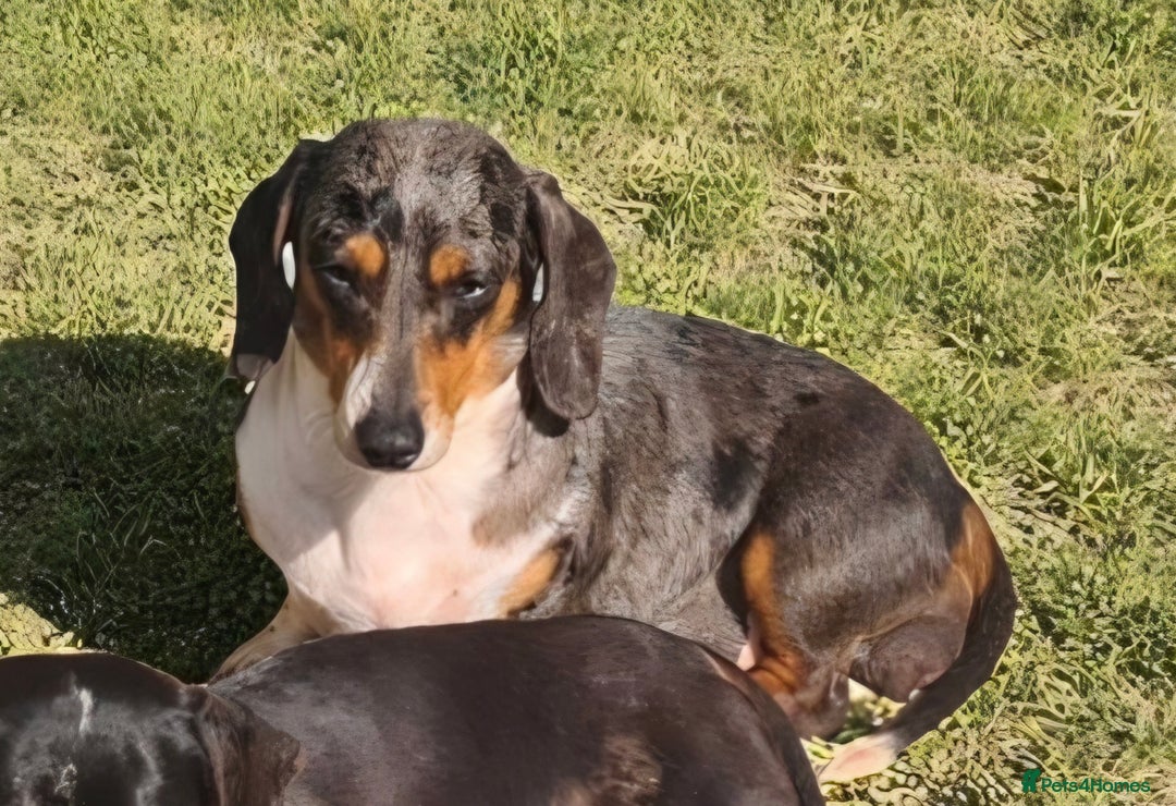 Miniature Dachshund dogs for sale: Stunning silver dapple, cream & intensity  - Image 1