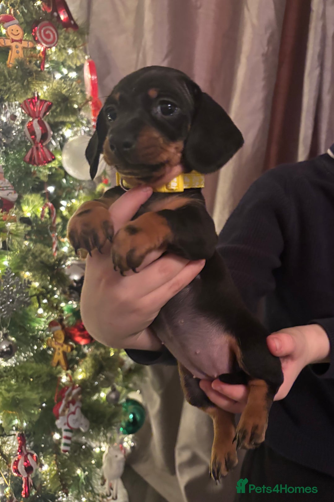 Dachshund dogs for sale: Dachshund puppies ready this week! - Advert 2
