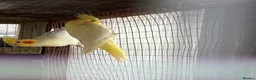 Cockatiels birds for sale: Baby cockatiels  - Advert 3
