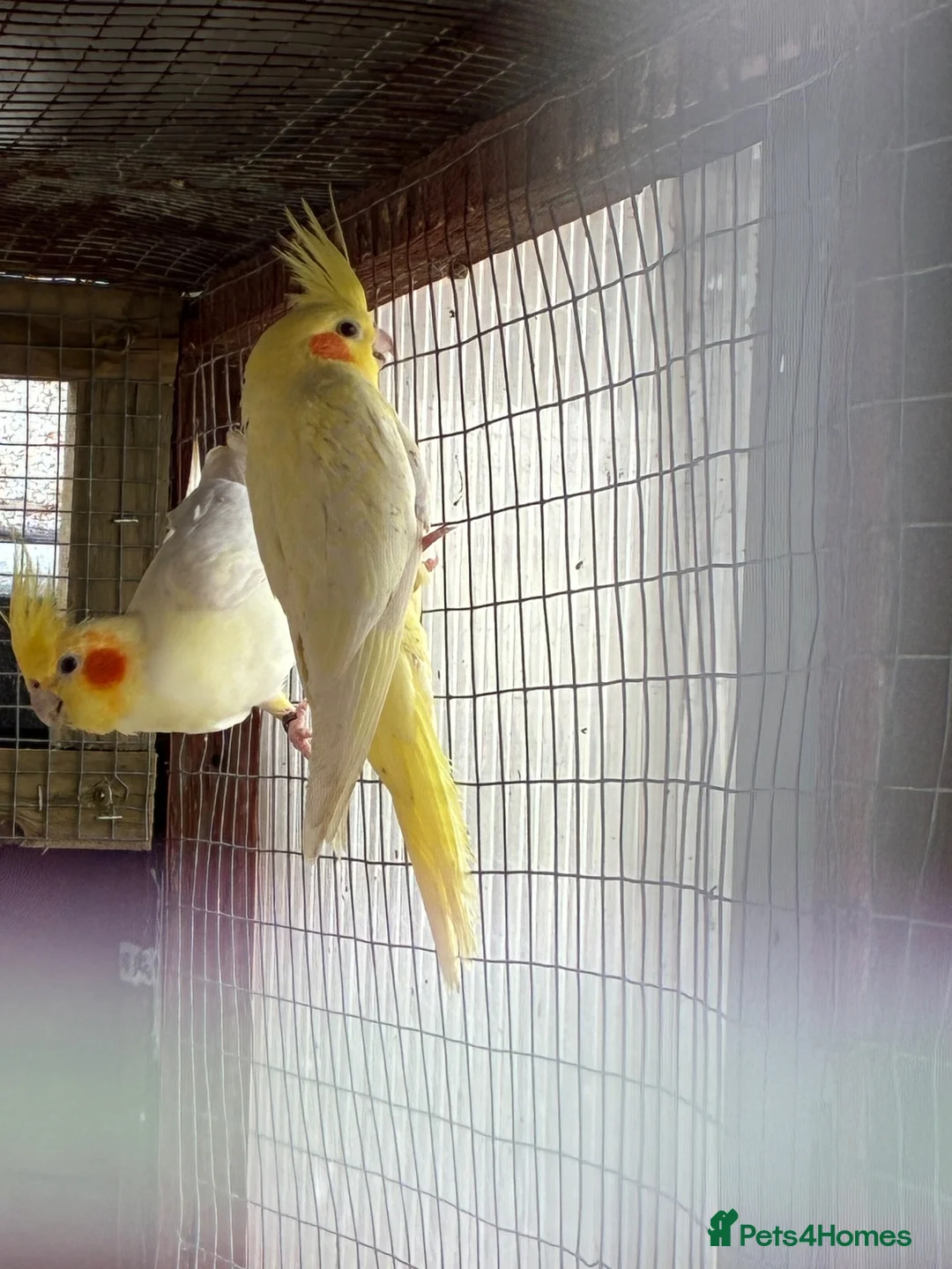 Cockatiels birds for sale: Baby cockatiels  - Advert 3