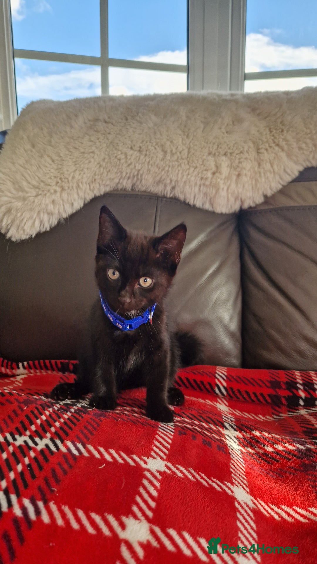 Mixed Breed cats for sale: Just 3 left 1 girl and 2 boys - Image 7