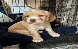 Cocker Spaniel dogs for sale: Litter of 6 - Image 7