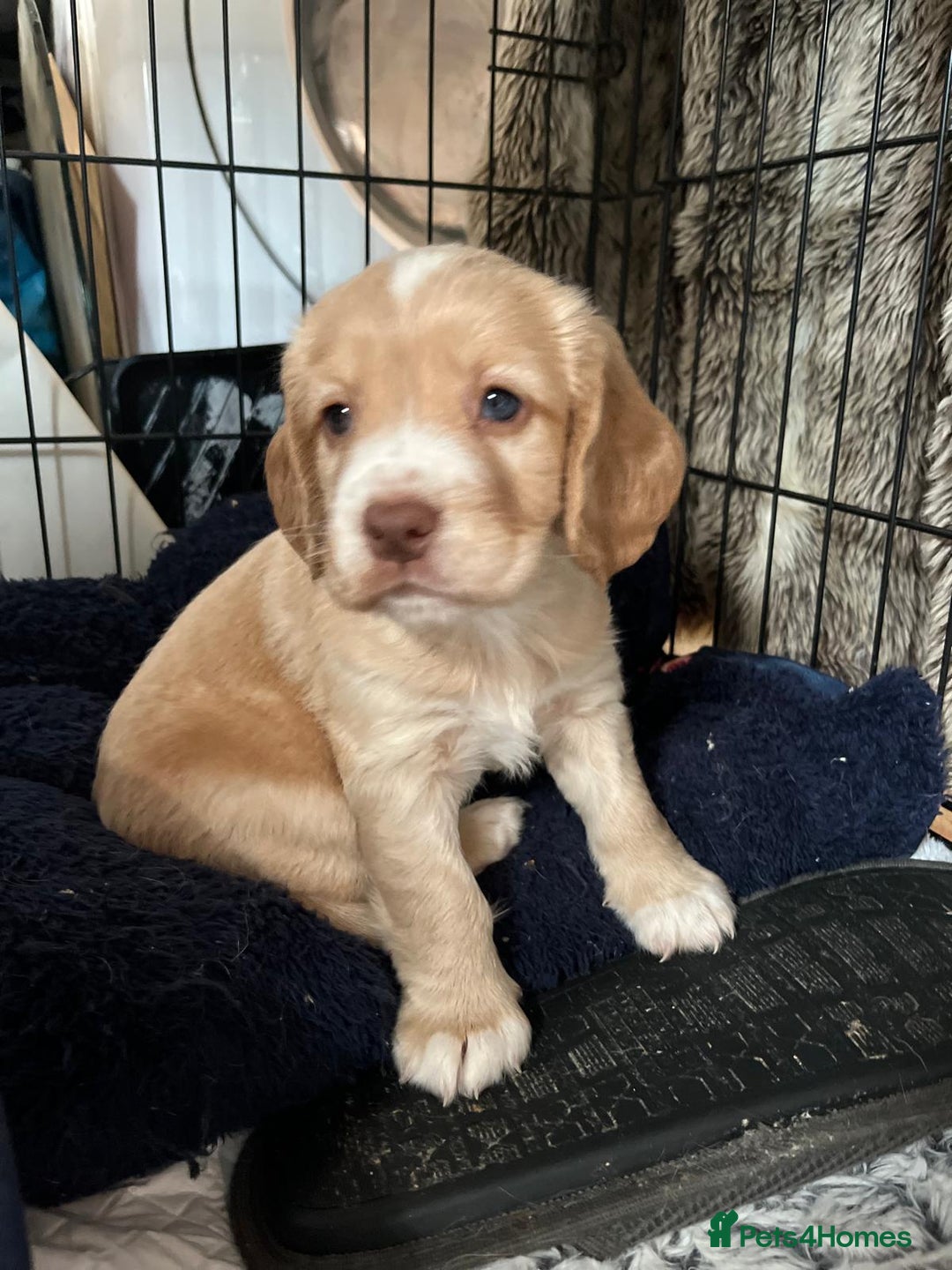 Cocker Spaniel dogs for sale: Litter of 6 - Image 7