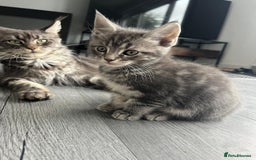 Maine Coon cats for sale: Maine Coon X  - Image 7